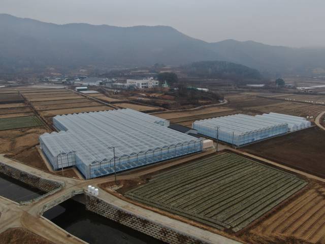 과학영농실증시험포장을 적용한 딸기 육묘장. 고령군 제공.