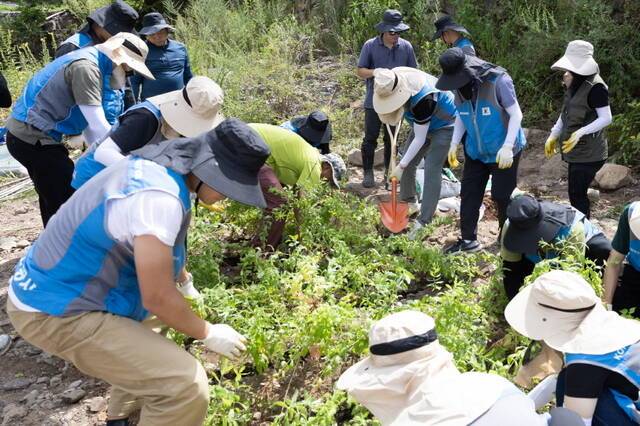한국가스공사와 국립생태원 관계자 등이 지난 26일 경북 청송에서 멸종위기종인 큰바늘꽃 이식 작업을 벌이고 있다. /한국가스공사