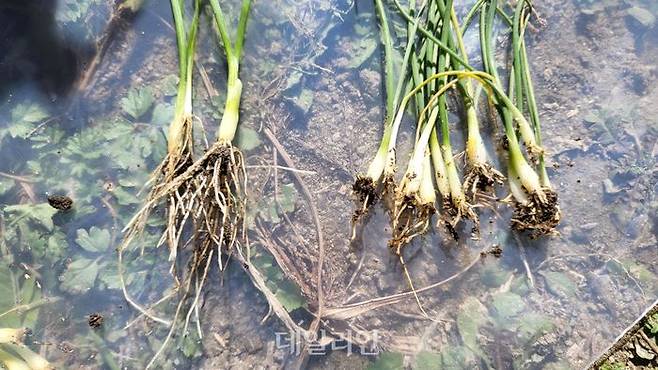 건강한 양파 모종(왼쪽)과 시들음병이 발생한 양파 모종(오른쪽) 모습. ⓒ농촌진흥청