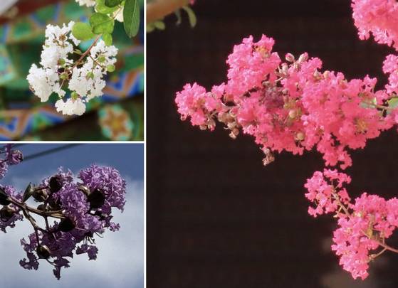 왼쪽 위부터 시계 방향으로 충남 공주 신원사 영원전 앞의 흰 백일홍, 충남 서산 문수사 극락보전 앞 붉은 백일홍, 광주광역시 광산구 운남동에 핀 보라색 백일홍. 김홍준 기자