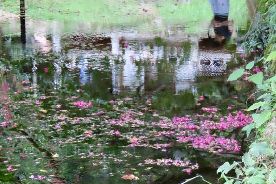백일홍 잎이 둥둥. 사람과 정자도 고이 비추는 담양 명옥헌 원림의 연못. 김홍준 기자