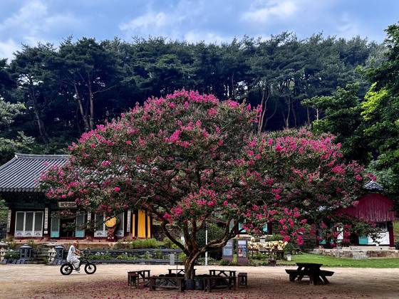 붉게 핀 배롱나무꽃과 전기자전거를 탄 스님. 충남 서산시 문수사의 한 풍경. 김홍준 기자