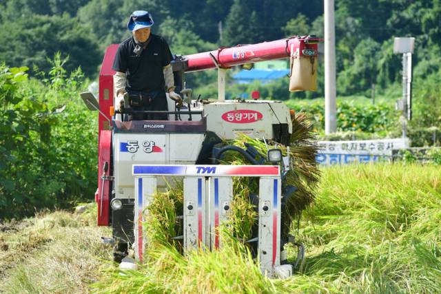 ▲ 사진은 화천지역 올해 첫 벼베기가 27일 화천읍 풍산리에서 최문순 화천군수가 참석한 가운데 있었다.
