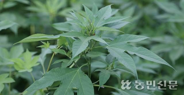농경지와 논밭 둑에서 무성하게 자라며 작물에 피해를 주는 단풍잎돼지풀.