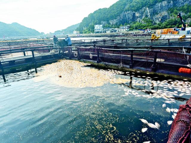 28일 오후 남해군 미조면 미조리의 한 가두리양식장에 참돔 수백 마리가 폐사해 떠올라 있다./남해군/