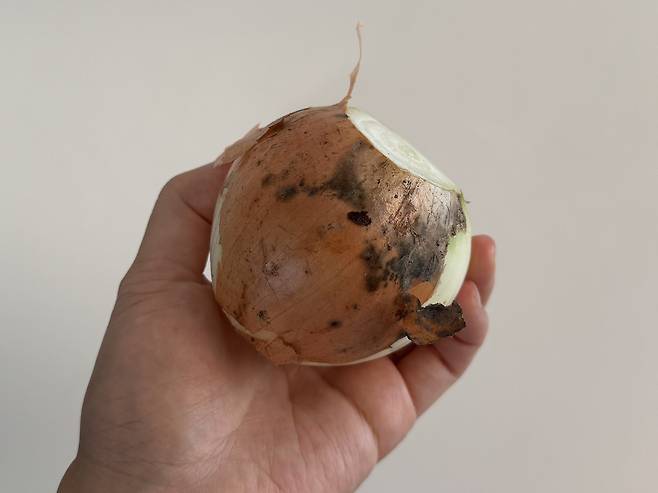 곰팡이 핀 양파를 들고 있는 손