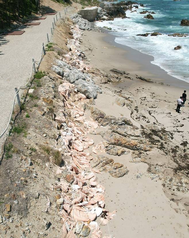 파도에 깎여버린 백사장이 절벽처럼 드러난 삼척 초곡해변. 도로가 바로 뒤에 있어 추가 침식이 우려된다. 녹색연합 제공
