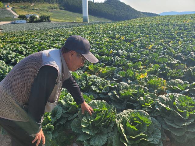 ▲ 박명순(71) 태백 매봉산 고랭지배추단지 회장이 23일 배춧속을 살펴보고 있다. 박 회장이 심은 배추는 올해 고온과 가뭄으로 속이 썩고 결구되지 않는 증상이 나타났다.  이설화 기자