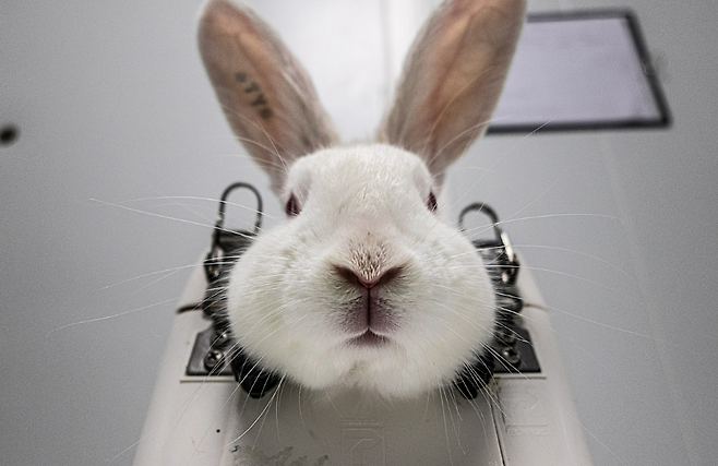 실험 과정에서 목이 고정된 토끼.[We animals 홈페이지 갈무리]