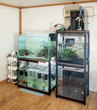 열대어들이 자라는 수조가 한곳에 모여 있다. 그 주변에는 열대어의 먹이, 영양제, 청소 도구 등 다양한 물품이 비치돼 있다.