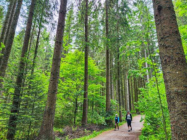 초록 숲 산책로 검은 숲의 가장자리와 산책로는 초록 숲이다. 숲 사이사이로 산책로와 장거리 트레일, 자전거길이 그물망처럼 나 있다.