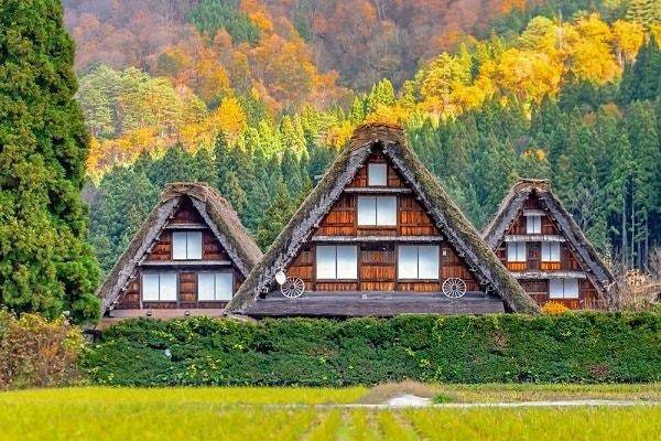 가을의 시라카와고 전통 합장 가옥.   사진제공 ｜ 한진관광