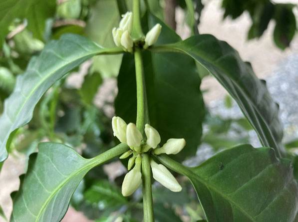 ▲ 커피 꽃 봉우리