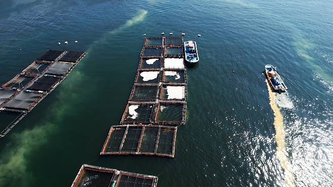 29일 경남 남해군 미조면 미조로 해상 가두리 양식장에서 어민이 적조로 집단 폐사한 참돔을 수거하고 있다.[연합]