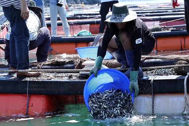 30일 오전 전남 여수 가막만 한 가두리양식장에서 작업자들이 치어를 방류하고 있다.[연합]
