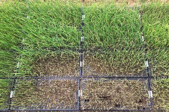 시듦병이 발생한 양파 육묘판. 농촌진흥청