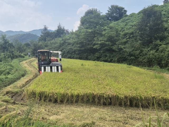 산청군 차황면 상중마을에 있는 백금택 농가가 벼 수확을 하고 있다. 사진 제공=산청군