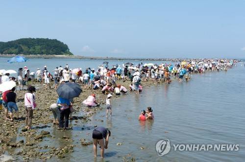 무창포 신비의 바닷길 축제 [연합뉴스 자료사진]