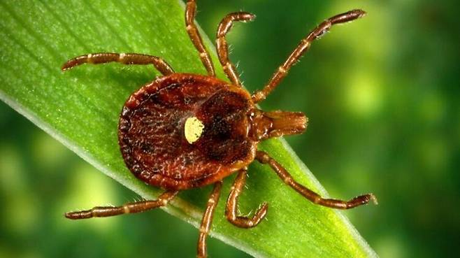 아칸소주 마운틴홈에 거주하는 데이지 홀스틴(36)은 진드기에 물린 후 갑작스럽게 붉은 고기와 유제품에 알레르기 반응을 보였다. [사진=CDC]