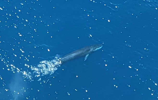 국립수산과학원 연구진이 8월 중 동해상 항공기에서 찍은 참고래 사진을 지난 29일 공개했다. 국립수산과학원 제공.
