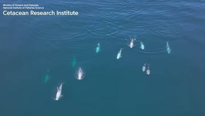 국립수산과학연구소가 지난 6월 동해 소형고래류 목시조사를 통해 찍은 큰머리돌고래들의모습. 국립수산과학연구소 제공