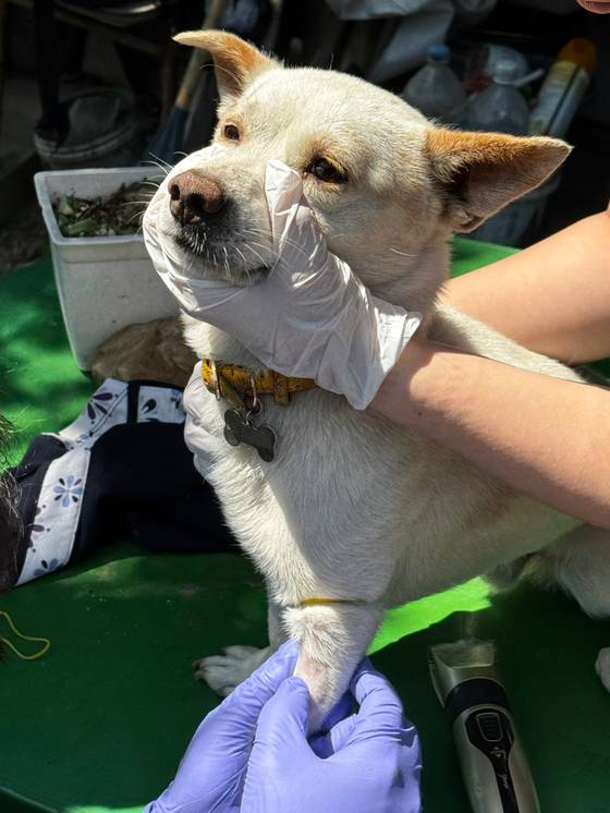A dog that belonged to the elderly woman who died of a flea-borne infection is inspected for ticks. Testing showed that none of the fleas on the animal carried the fatal infection that killed its owner. [KOREA DISEASE CONTROL AND PREVENTION AGENCY]