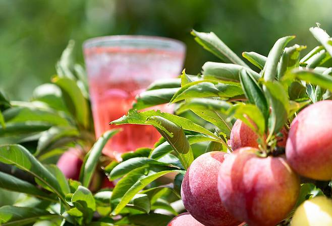 자두는 강력한 항산화 성분인 안토시아닌이 풍부해 몸의 염증을 억제하고 갈증 해소와 피로 회복 효과가 탁월하다. 클립아트코리아 제공