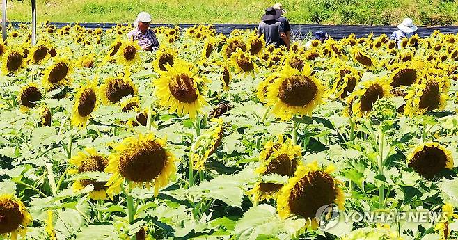 강화군 교동도 난정 해바라기정원 [연합뉴스 자료사진]