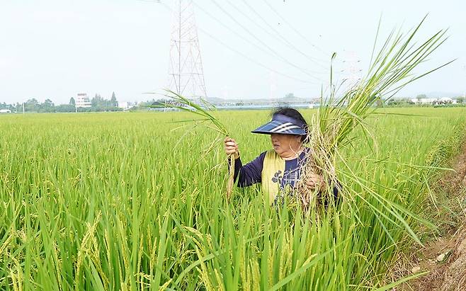 폭염경보가 내려진 31일 오전 광주 북구 용전동 한 방울토마토 농장 내부에 지난 폭우로 침수 피해를 본 농기계와 작물이 치워지지 않은 채 남아 있다(사진 上). 같은 날 인근 논에서는 김옥순(73·여)씨가 긴소매 차림으로 무성하게 자란 잡초를 뽑고 있다./주성학 기자