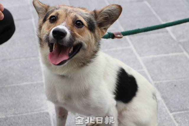 회복 후 온 센터에서 생활 중인 포근이. /동물자유연대