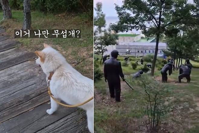 산책 중 사람 형상의 동상 무리를 발견하고 겁 먹은 행복이(인스타그램 lucky._1004 제공) ⓒ 뉴스1