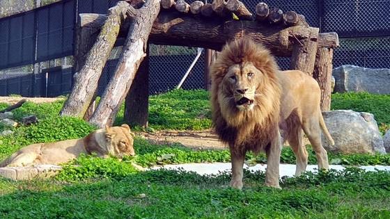 갈비뼈만 앙상하게 남아 이른바 '갈비사자'로 불렸던 충북 청주동물원 수사자 바람이가 2023년 10월 동물원 야생동물 보호시설에서 암사자 도도와 만나 합사에 성공했다. 중앙포토