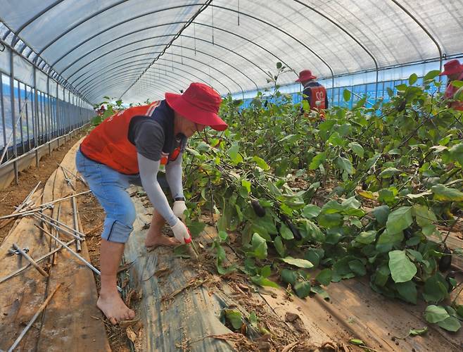 박노영씨가 7월29일 충남 예산군 가지 농가 비닐하우스에서 수해 복구 봉사활동을 하고 있다./사진=박노영씨 제공.