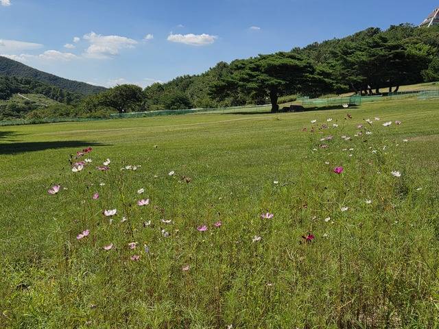 신라시대 화랑들이 훈련했던 곳으로 전하는 단석산 화랑의 언덕.