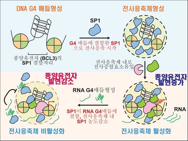 DNA·RNA의 구아닌 4중 나선 매듭구조에 의한 종양유전자(BCL3)의 발현조절 개념도. 김경규 교수 제공
