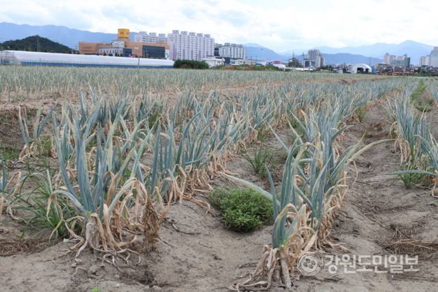 ▲ 역대급 가뭄에 농업용수 공급이 중단되는 등 강릉의 물 부족 사태가 심각한 가운데 1일 강릉시 송정동 한 대파밭에 심어진 파가 말라가고 있다. 특히 물 부족으로 땅도 갈라지는 등 농민들의 한숨이 깊다. 황선우 기자