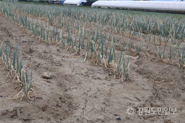 ▲ 역대급 가뭄에 농업용수 공급이 중단되는 등 강릉의 물 부족 사태가 심각한 가운데 1일 강릉시 송정동 한 대파밭에 심어진 파가 말라가고 있다. 특히 물 부족으로 땅도 갈라지는 등 농민들의 한숨이 깊다. 황선우 기자