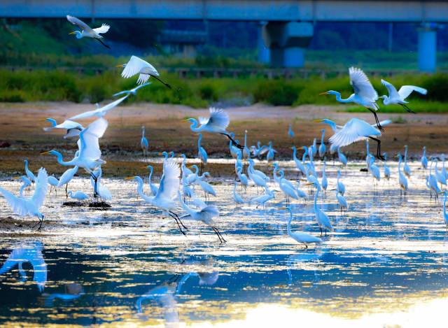 지난 25일 경북 울진군 남대천 일원에서 여름새 백로 수백여마리가 날아와 먹이활동을 하고 있다. 사진 제공=울진군, 뉴스1