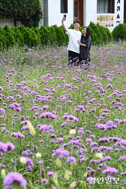2일 오전 수원시 팔달구 수원화성에 위치한 북지터 버베나 꽃밭에서 시민들이 사진을 찍으며 즐거운 시간을 보내고 있다. 2025.9.2 /최은성기자 ces7198@kyeongin.com