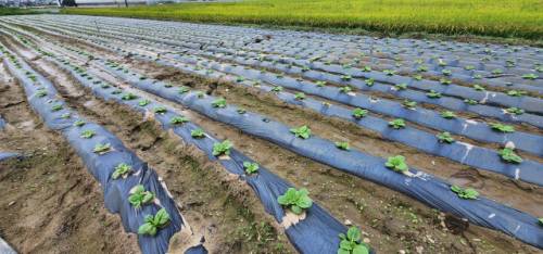 ◇무더위가 가시지 않은 2일 오후 강릉시 송정동 하평뜰의 배추밭이 극심한 가뭄으로 메말라 있다.
