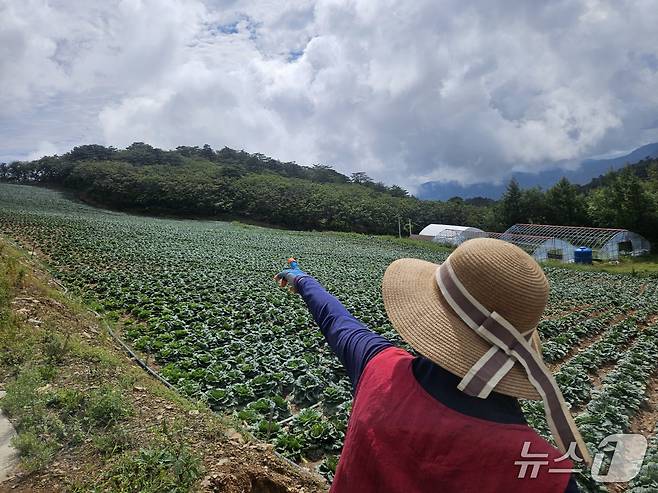 2일 오전 강원 강릉 왕산면 안반데기에서 한 배추밭 주인이 더위와 물 부족에 생육이 부진한 배추를 바라보고 있다.2025.9.2/뉴스1 한귀섭 기자