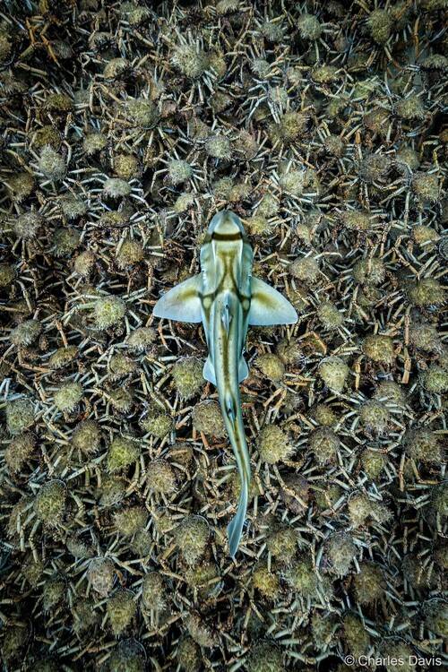 ‘자연 속의 동물’ 부문 우승작에 선정된 ‘포트잭슨 상어와 거미게 떼들’(PJ & Crabs). 호주 멜버른 인근에 서식하는 거미게들은 매년 특정 시기에 탈피를 하는데, 이때는 포식자의 위협에 취약해지기 때문에 자신을 보호하기 위해 무리가 모여서 껍질을 벗는다. 사진은 거미게들이 모여있는 지역을 상어가 유유히 지나는 모습. 찰스 데이비스/호주 지리 자연 사진상 제공