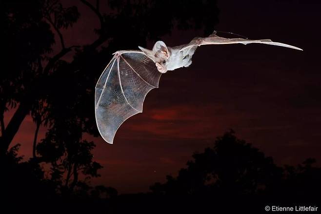 귀신박쥐는 희귀하고 까다로운 서식 조건을 가진 야행성 포식자다. 작가는 수년간 열화상 장비로 귀신박쥐를 연구하며 몇몇 서식지를 발견했고, 올해 1월1일 귀신박쥐의 모습을 촬영했다. ‘멸종위기종’ 부문 우승작. 에티옌 리틀페어/호주 지리 자연 사진상 제공