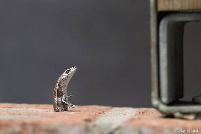 벽돌 틈 사이에 갇혀 몸부림치는 도마뱀의 모습을 담은 ‘곤경에 처한 도마뱀’(Skink in a Tight Spot)이 ‘인간의 영향’ 부문 우승작에 선정됐다. 사라 콜리스/호주 지리 자연 사진상 제공