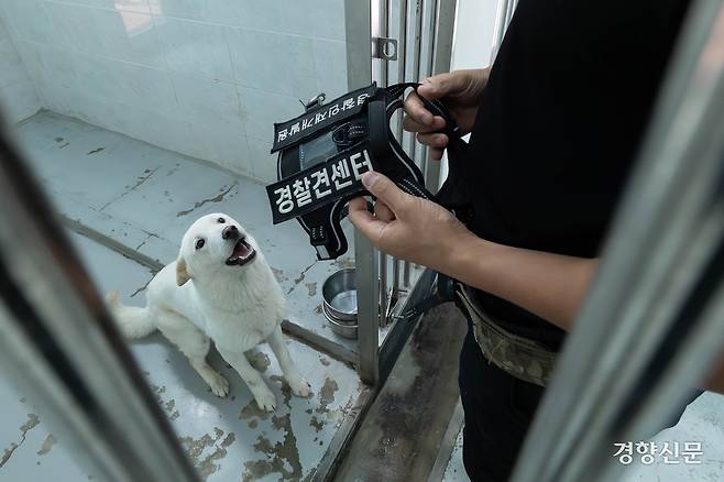견사에서 대기 중인 상만이가 훈련용 하네스를 보고 좋아하고 있다.