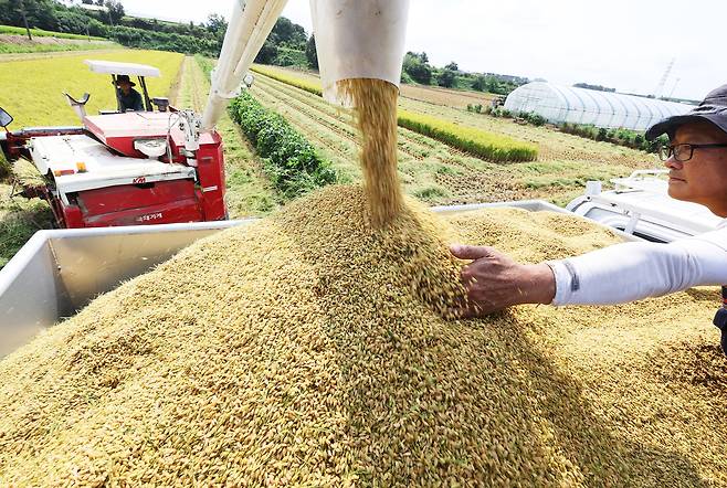 25일 경기도 화성시 정남면 논에서 열린 조생종 벼 첫 수확 행사에서 관계자가 수확한 벼를 트럭으로 옮기고 있다.  [연합]