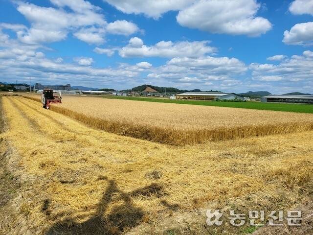 국산밀 생산단지에서 밀을 수확하는 모습. 농민신문DB