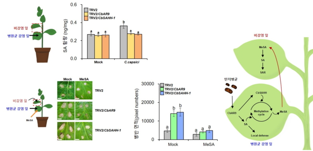탄저병 저항성 고추 내부에서 CbAR9과 CbSAHH에 의한 전체저항성 신호조절 경로 모델. 농촌진흥청