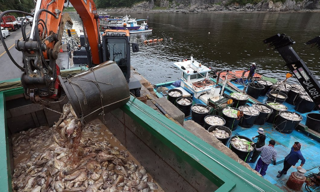 집단 폐사한 참돔 수거 작업 현장, 연합뉴스