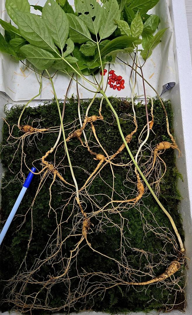 지리산에서 발견된 천종산삼 [한국전통심마니협회 제공. 재판매 및 DB 금지]